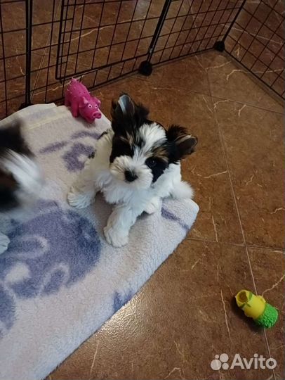 Щенки бивер йорка мини