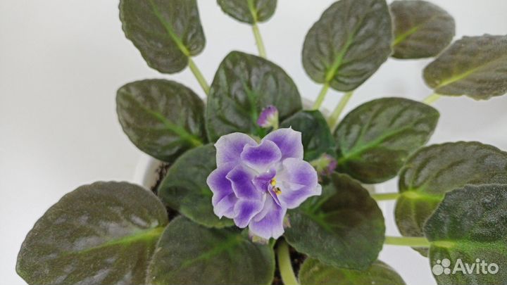 Цветы. Растения. Фиалки