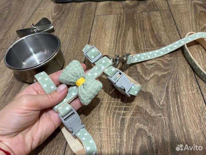 Декоративные карликовые кролики вислоухие минилоп