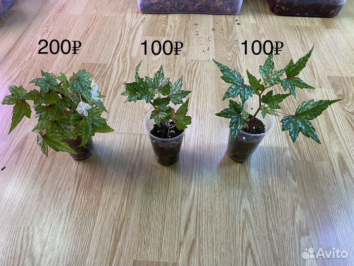 Бегония Дрега крапчатая