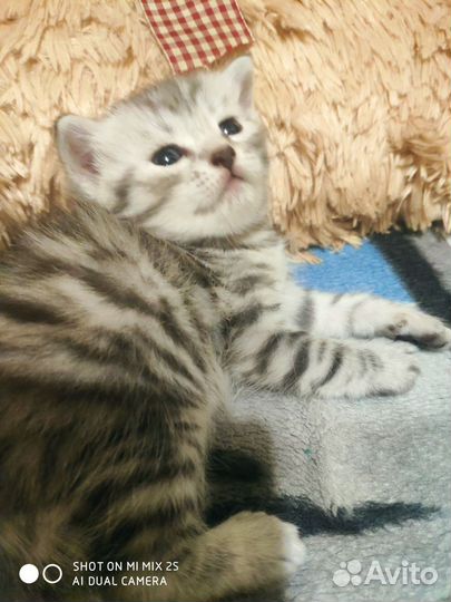 Шотландская