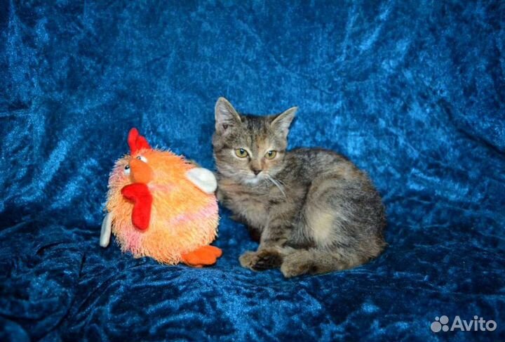 Красотка от британки