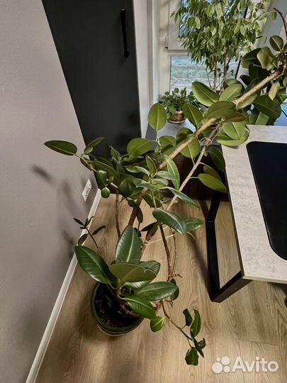 Фикус каучуконосный