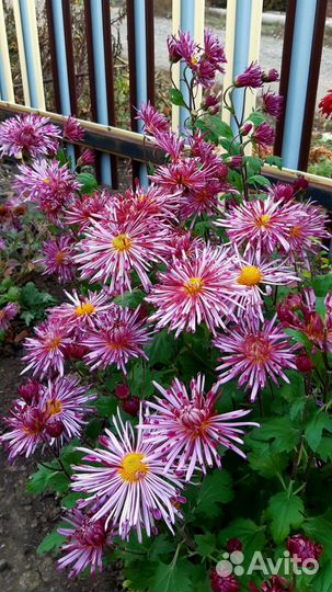 Хризантемы