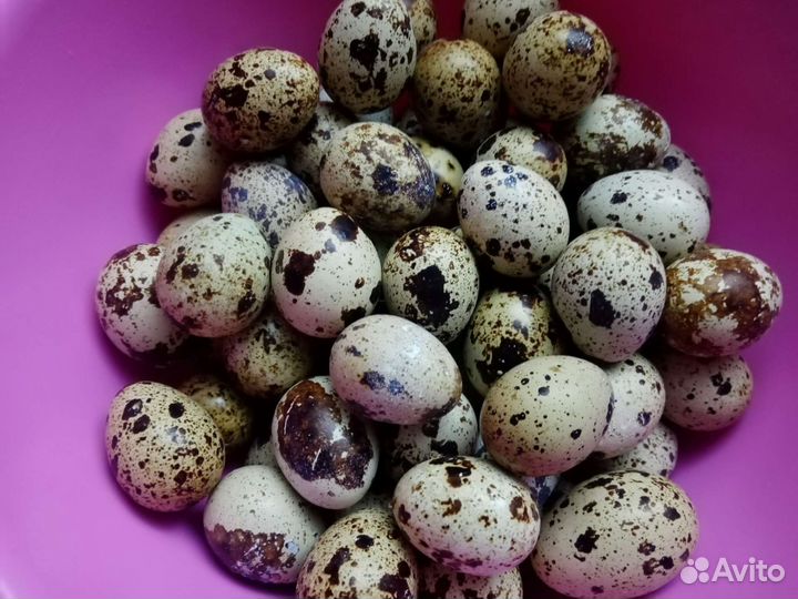 Мясо домашнего бройлера, перепелов, яйцо