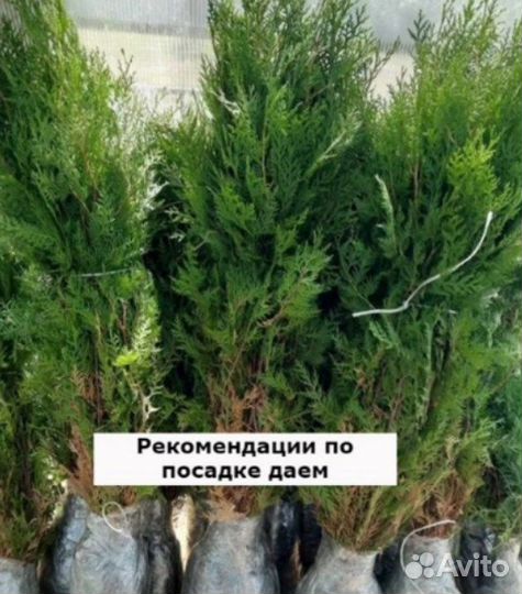 Туя для изгороди