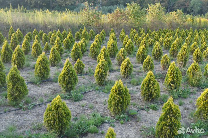 Туя западная Голд Смарагд 150-200см