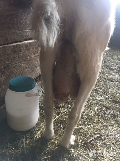 Козы дойные