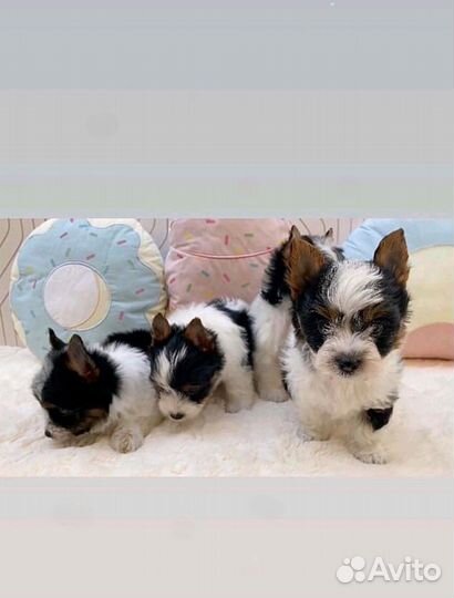 Мини Мини Стандарт