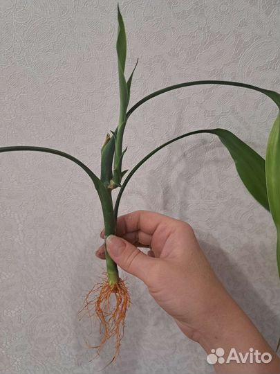 Комнатные цветы юкка