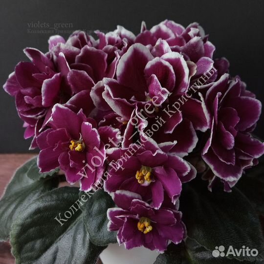 Фиалки сортовые селекции Фиалковода