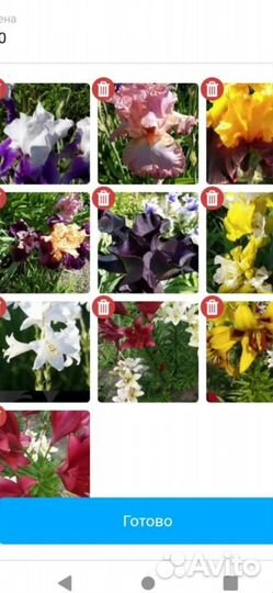 Цветы многолетние ирис тюльпан мускари нарцисс роз