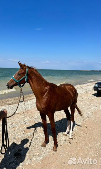 Жеребец Сардар (от Сим-Сима)