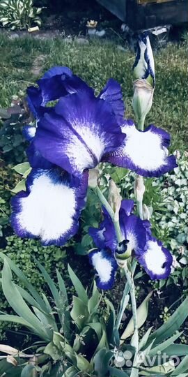 Ирис сортовой крупный саженец