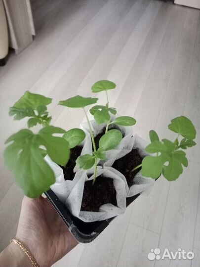 Рассада кабачков,арбузов,томатов,огурцов