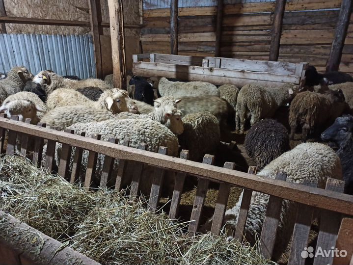 Продам Овец Баранов Ягнята Разные Породы