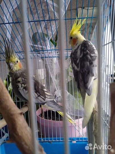 Попугай карелла с клеткой