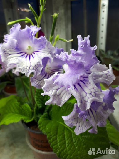 Стрептокарпусы