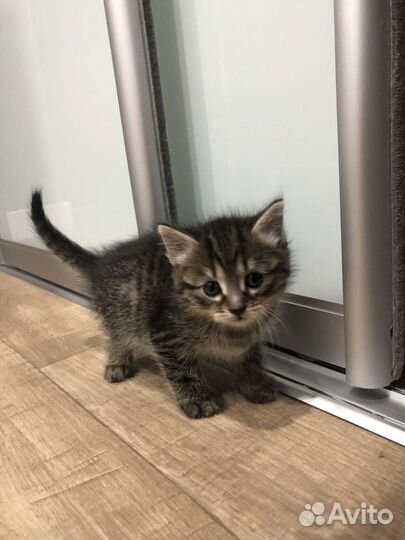 Кошка