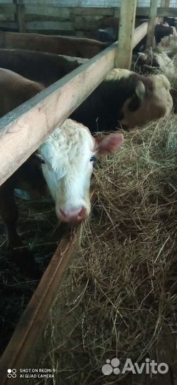 Мясо телятина, говядина