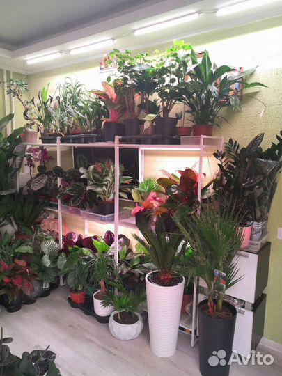 Комнатные растения цветы озеленение