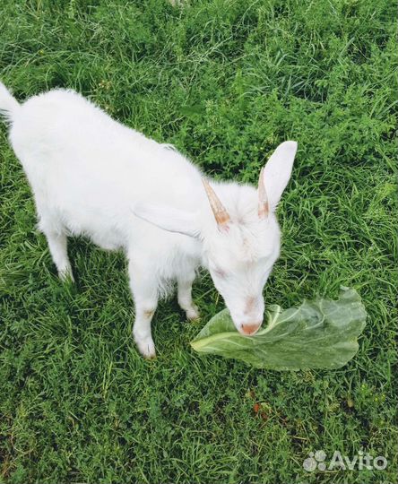 Коза, с козленком