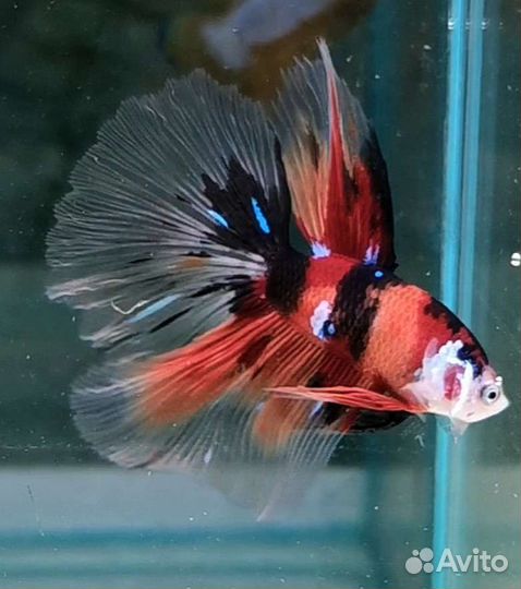 Сиамский петушок рыбка, корма для рыб