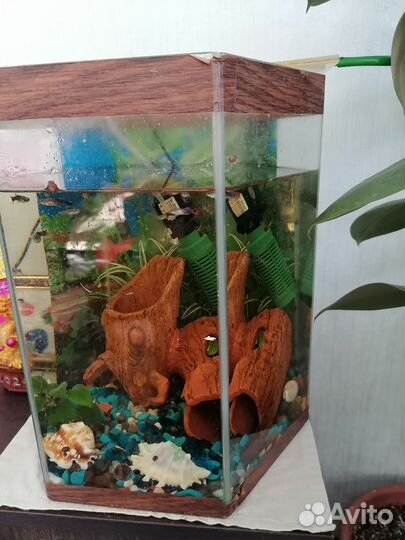 Аквариум