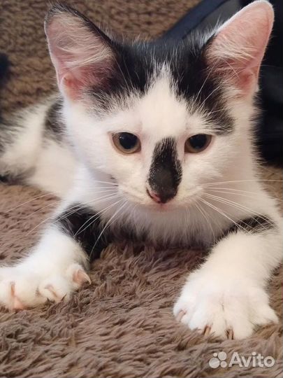 Котенок в добрые руки