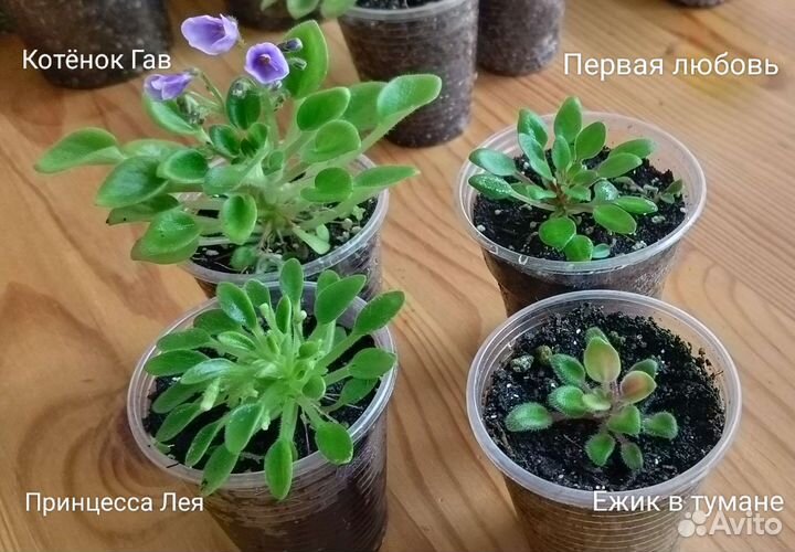 Растения для флорариума