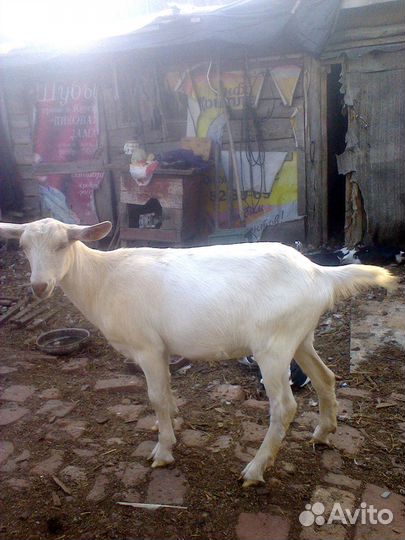 Зааненские козы