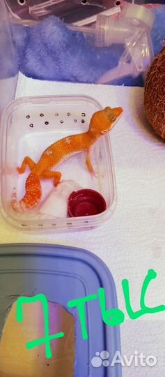 Эублефарчики