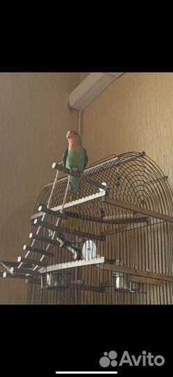 Попугай неразлучник с клеткой