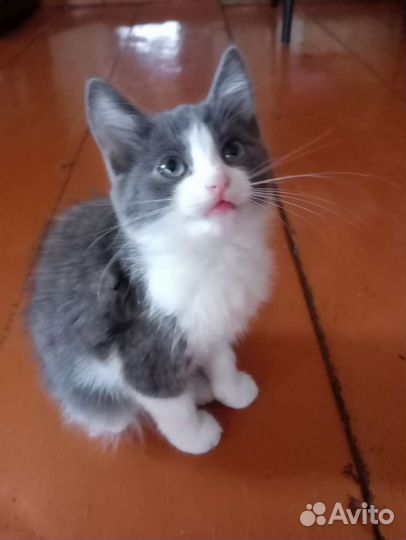 Котята, три девочки на