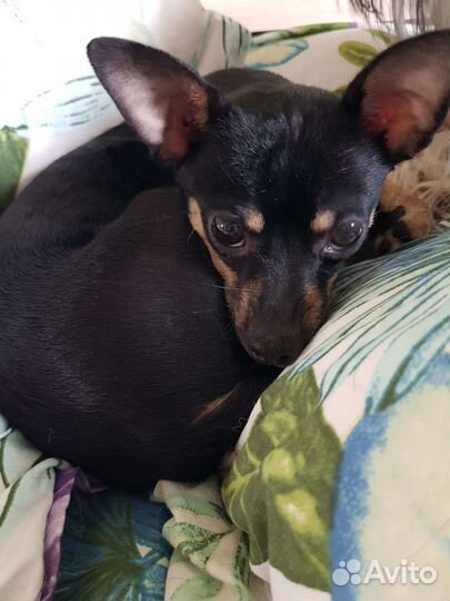 Той-терьер в добрые руки