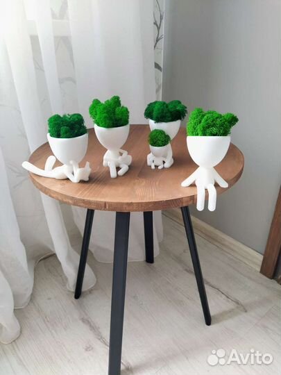 Мох в горшочках