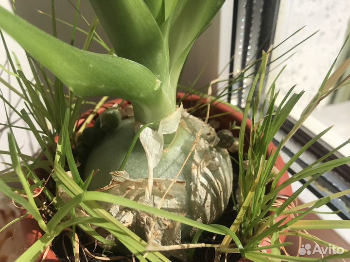 Лук индийский лечебный 5-летний