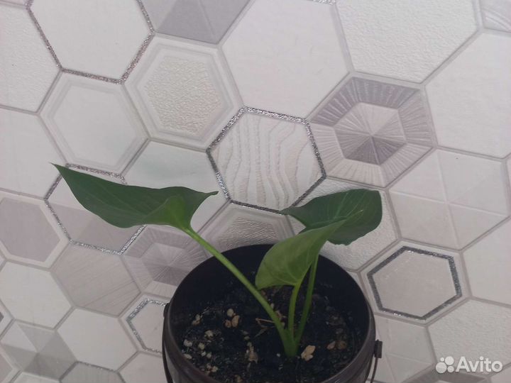 Комнатные цветы