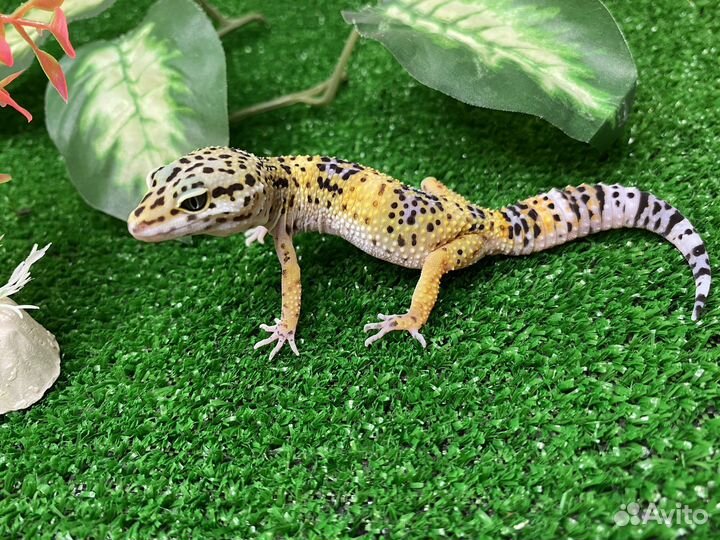 Малыши Эублефары