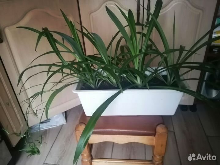 Хлорофитум