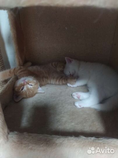 Британские котята