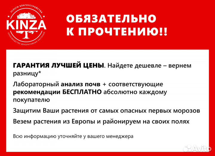 Туя брабант делаем доставку