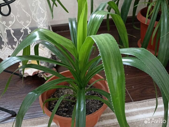 Пальма панданус