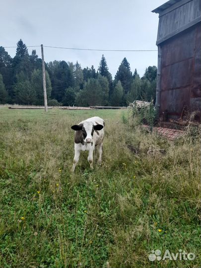 Телята бычки