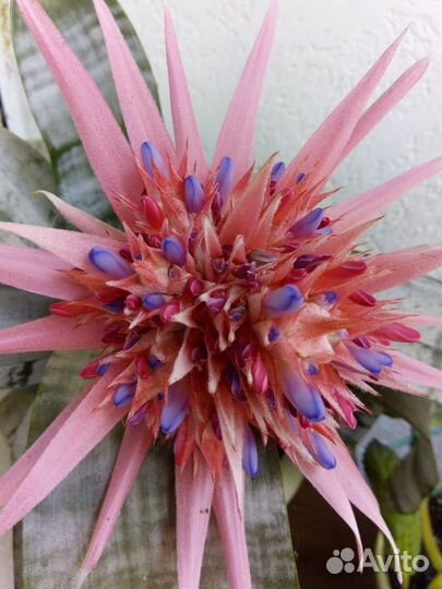 Цветок Эхмея