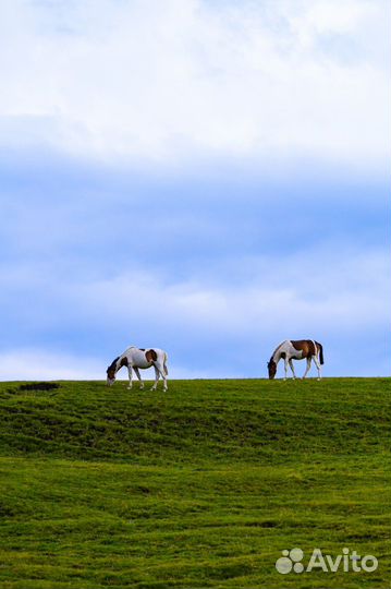 Экскурсия — Алматы — Из Алматы – к высокогорному п