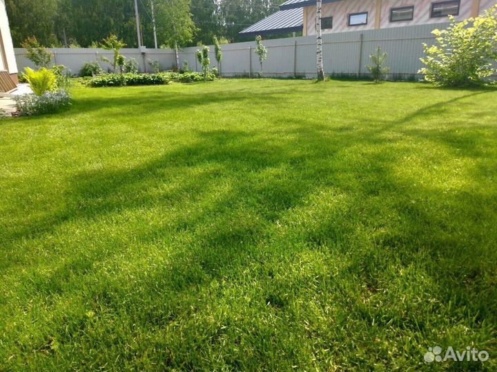 Посевной газон, посев газона