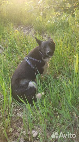 Ищу дом для Маси