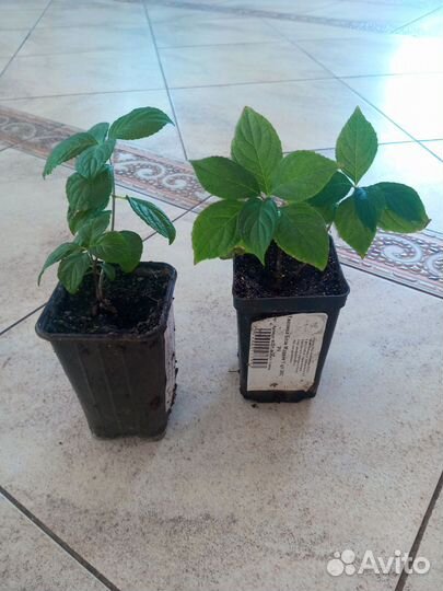 Саженцы гортензии Пинки Винки