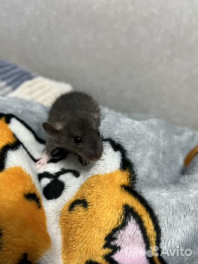 Крысята дамбо